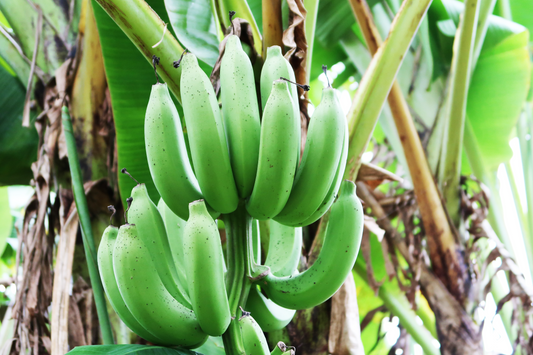 グロスミッシェル(バナナ)